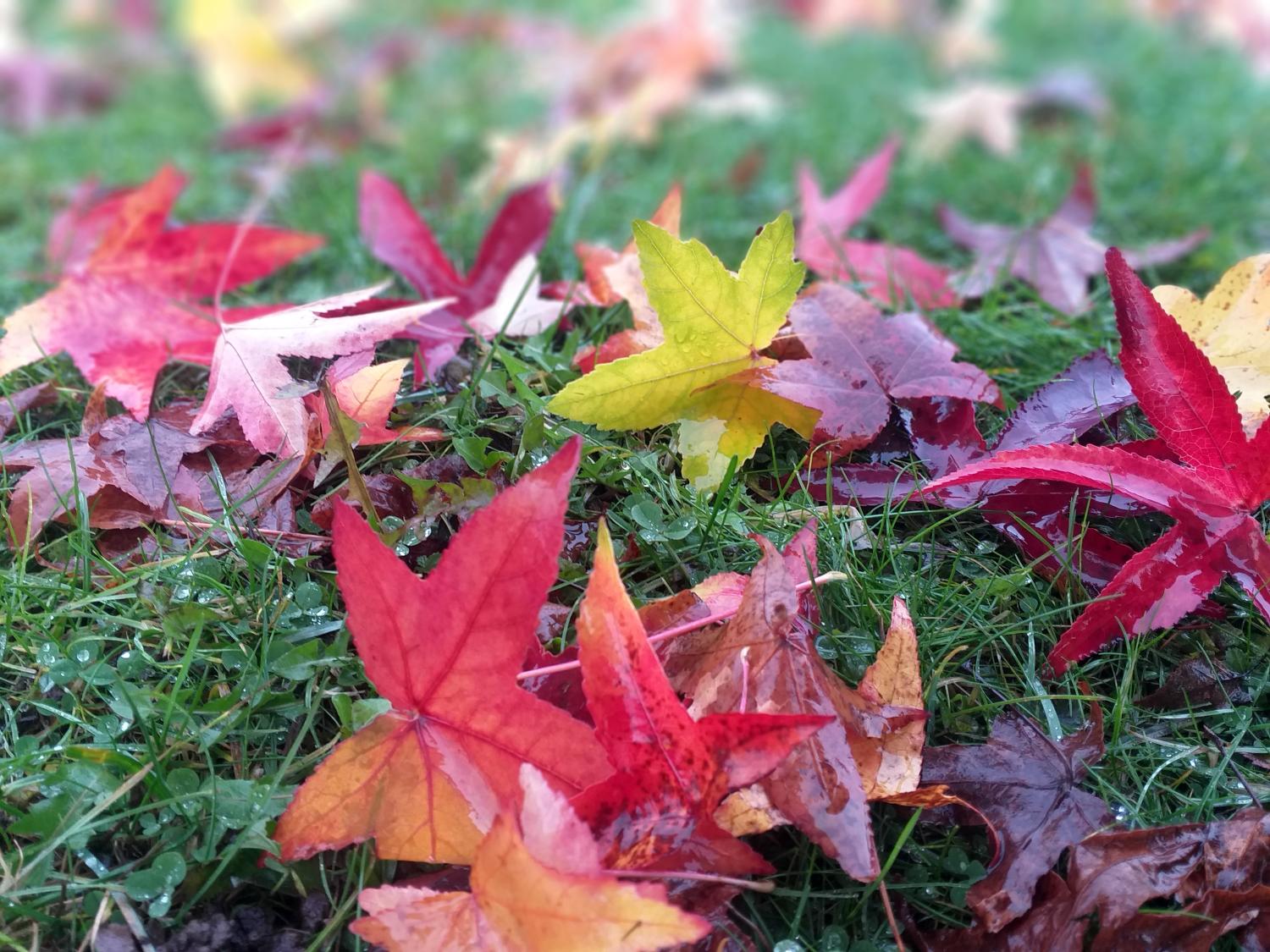 Herbst Buntes Herbstlaub