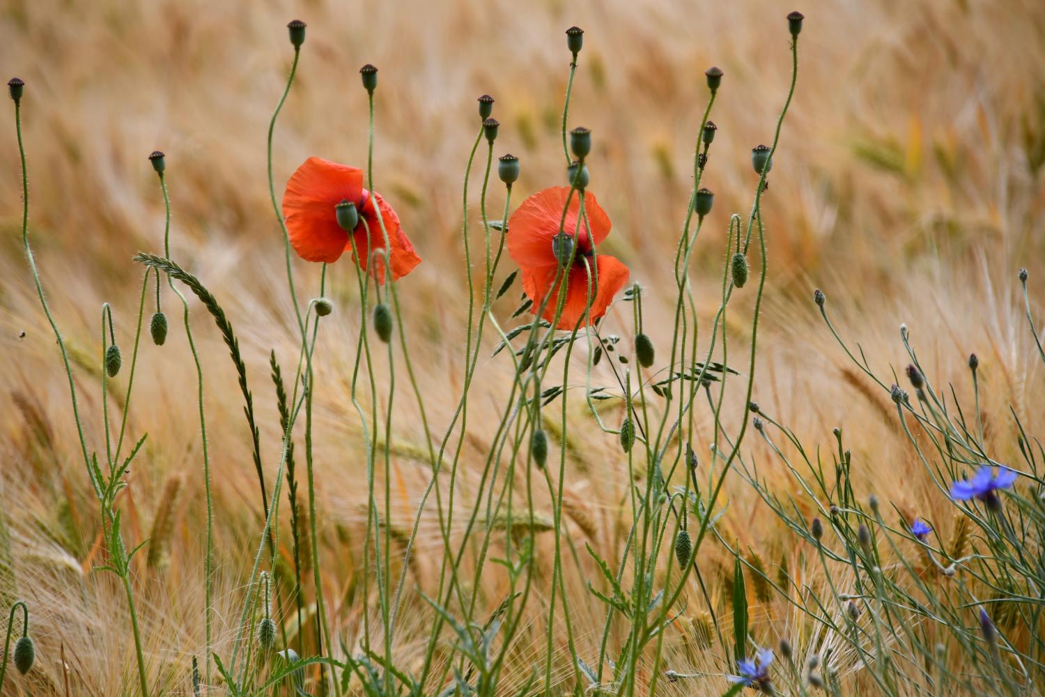 Mohnblumen